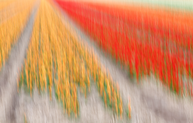 tulip-field-vertical-pan-blur-_a1c1226-lisse-holland