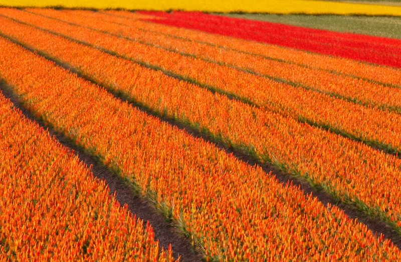 tulip-fields-sharp-soft-multiple-exposure-_a1c0755-lisse-holland