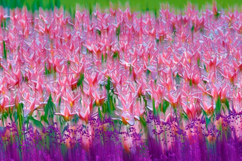 tulip-flower-hdr-blur-_a1c1636-keukenhof-gardens-lisse-holland