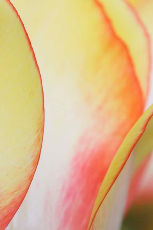 tulip-petal-patterns-beauty-of-spryng-_a1c8920-keukenhof-gardens-lisse-holland