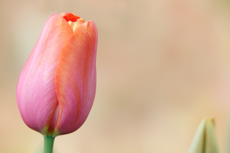 tulip-pink-_a1c9322-keukenhof-gardens-lisse-holland