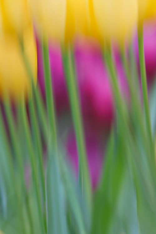 tulip-vertical-pan-blur-_a1c9244-keukenhof-gardens-lisse-holland