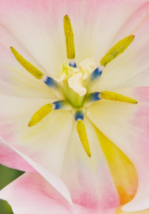tulipa-tropical-lady-flower-center-art-vivid-hdr-_a1c0892-lisse-holland
