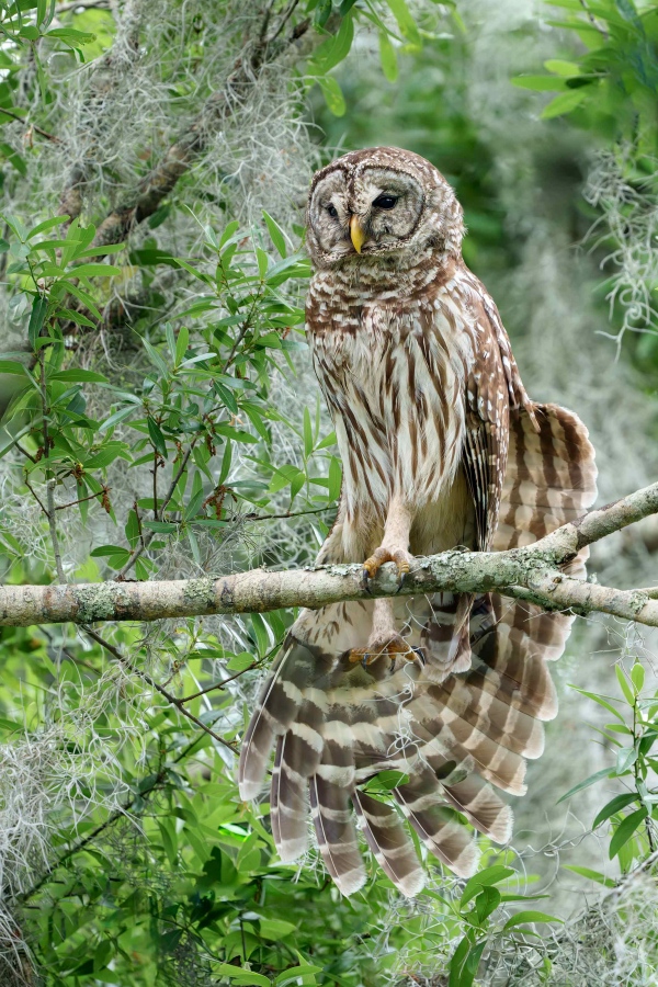 1_Barred-Owl-3200-adult-stretching-right-wing-_A1G4029Circle-B-Bar-Ranch-Lakeland-FL-FL-Enhanced-NR