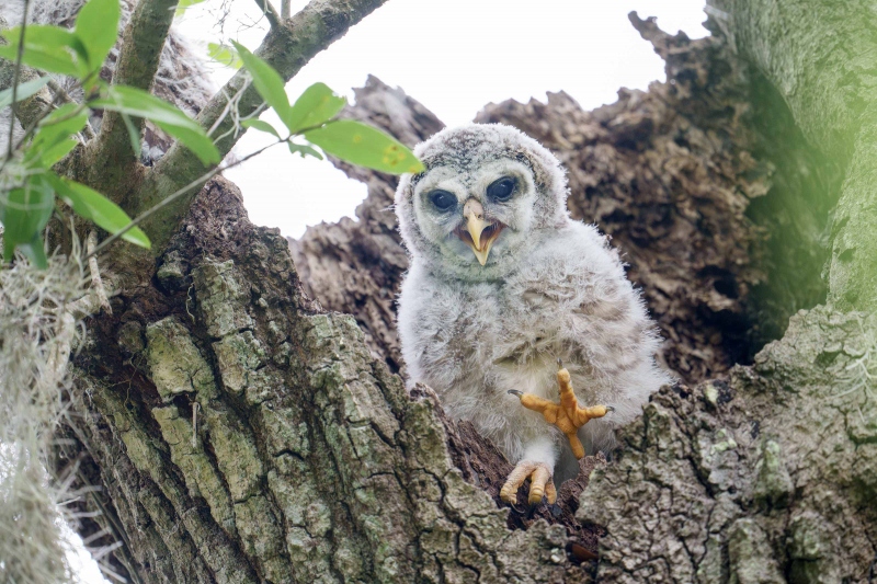 1_Barred-Owl-3200-owlet-yawning-_A1G4165Circle-B-Bar-Ranch-Lakeland-FL-FL-Enhanced-NR