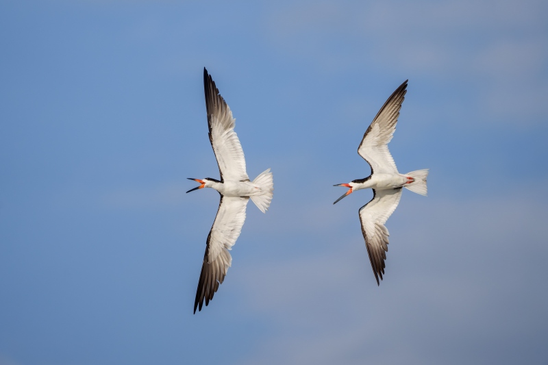 1_Black-Skimmer-3200-midair-squabble-_A1G1616-Nickerson-Beach-Park-Lido-Beach-LI-NY-Enhanced-NR