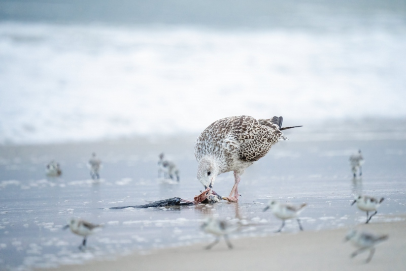 1_Great-Black-backed-Gull-j-3200-uvenile-predating-Black-Skimmer-fledlging-_A1G5511-Nickerson-Beach-Park-Lido-Beach-Long-Island-NY