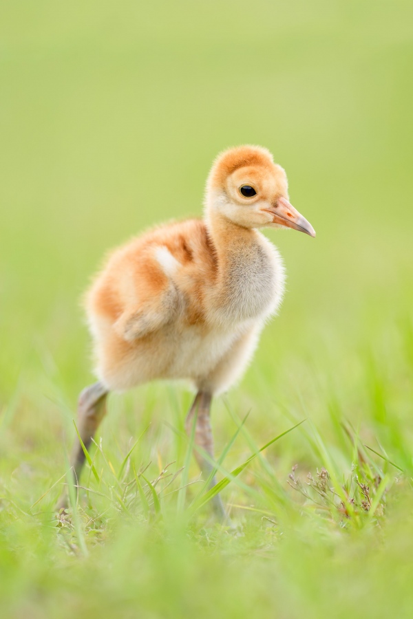 1_Sandihll-Crane-3200-chick-in-grass-_A935719Indian-Lake-Estates-FL-Enhanced-NR