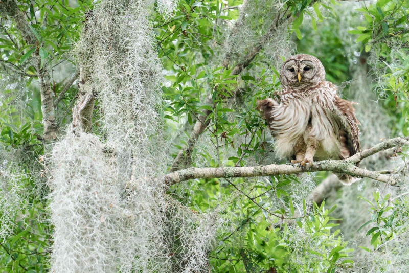 2_Barred-Owl-3200-adult-ruffling-_A1G3911Circle-B-Bar-Ranch-Lakeland-FL-FL