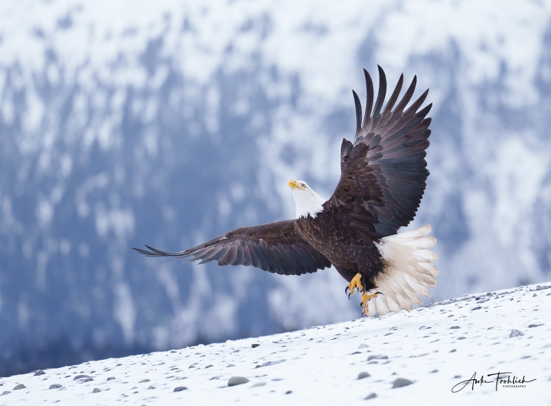 Adult-Bald-Eagle-dancing_copyright-Anke-Frohlich
