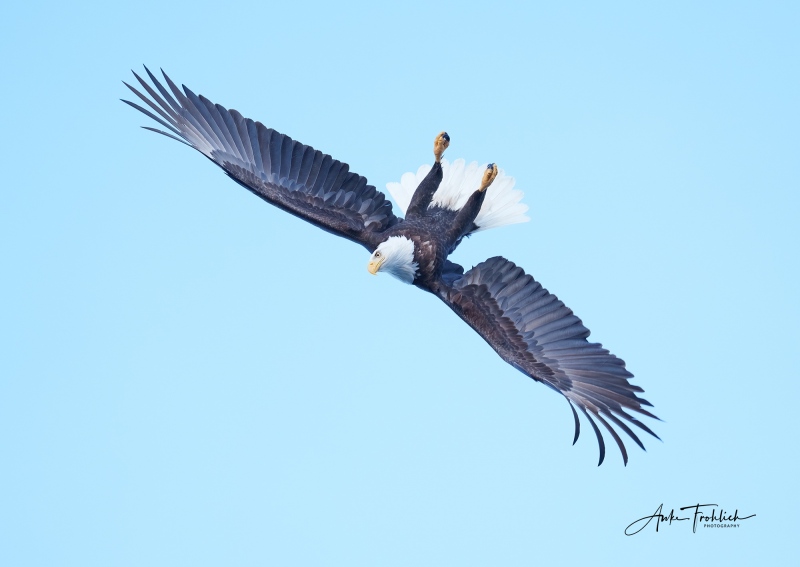 Adult-eagle-flying-at-45-degrees_copyright-Anke-Frohlich