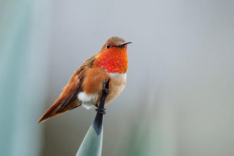 Allens-Hummingbird-3200-Monte-Brown-_A1G5982la-jolla-CA-Enhanced-NR