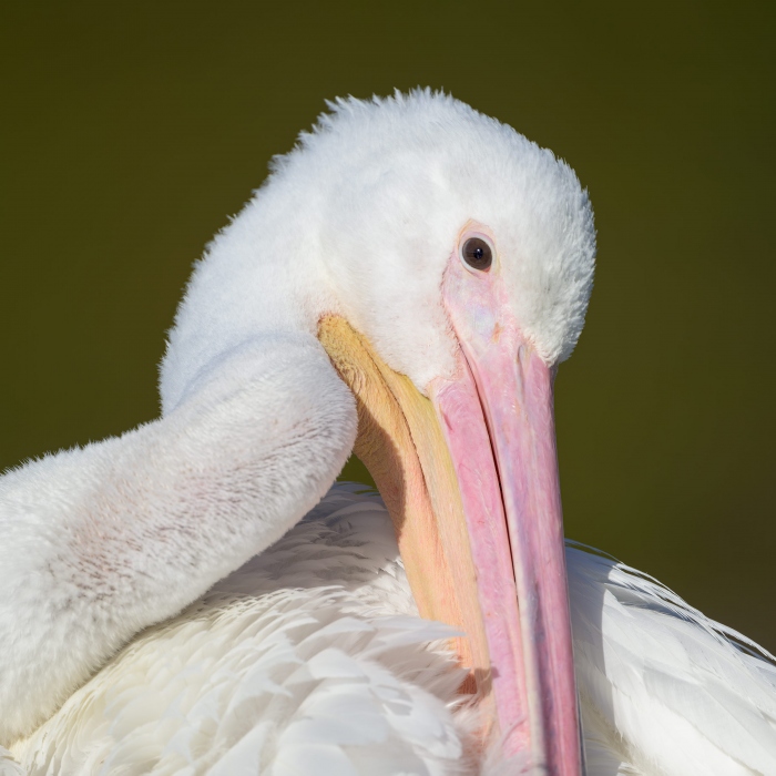 Am-White-Pelican-3200-Sadako-preening-_DSC6049-Sadako-Lakeland-FL-Enhanced-NR