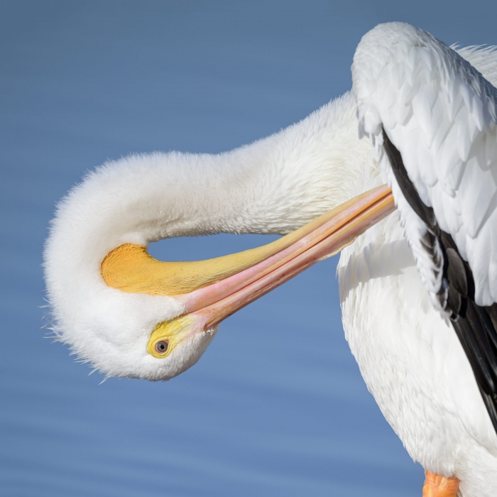 Am-White-Pelican-preening-Sigmon-image-_Z9B2508-Sigmon-Lakeland-FL-Enhanced-NR