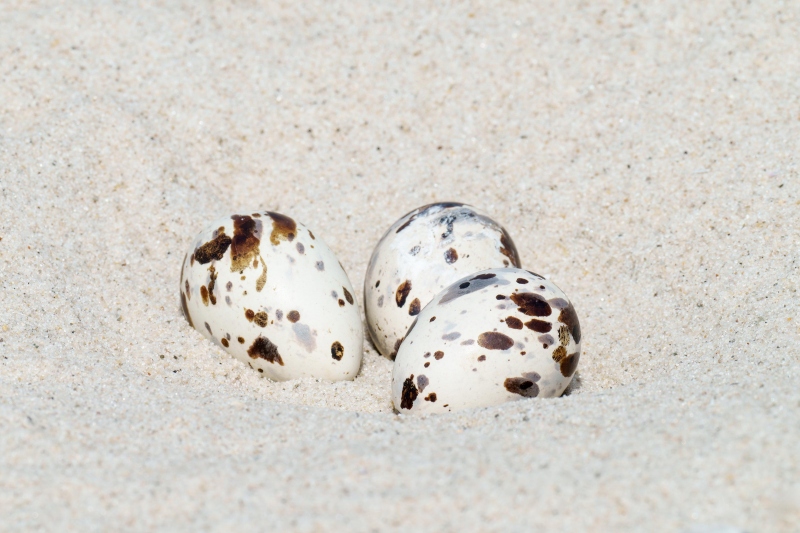 American-Oystercatcher-3200-3-egg-clutch-in-scrape-nest-_A1G7574-Nickerson-Beach-Park-LI-NY-Enhanced-NR