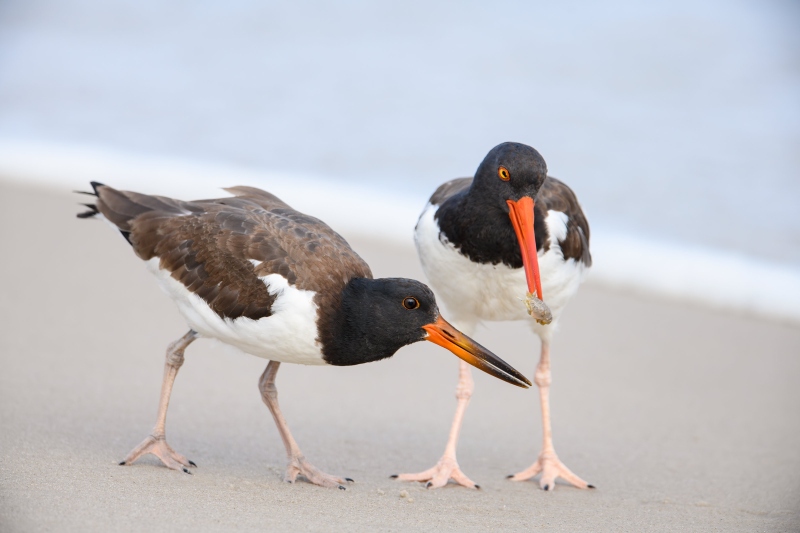 American-Oystercatcher-3200-adult-feeding-mole-crab-to-young-_MAI4356Nickerson-Beach-Park-Gilgo-Beach-NY-Enhanced-NR