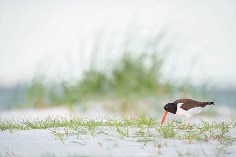 American-Oystercatcher-3200-approachng-nest-with-eggs-_A1G3132-Fort-DeSoto-Park-FL-Enhanced-NR
