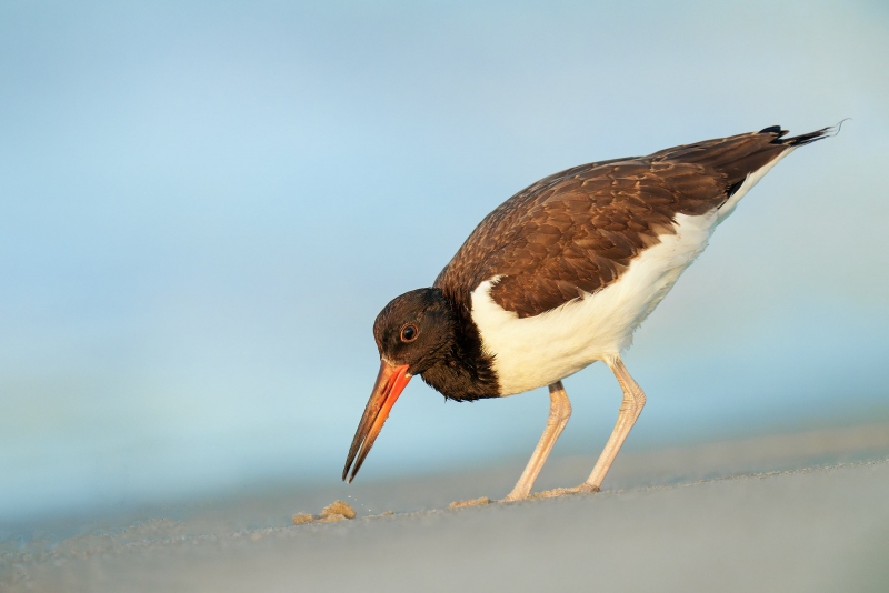 American-Oystercatcher-3200-juvenile-feeding-_A1G8683-Nickerson-Beach-Park-LI-NY-Enhanced-NR