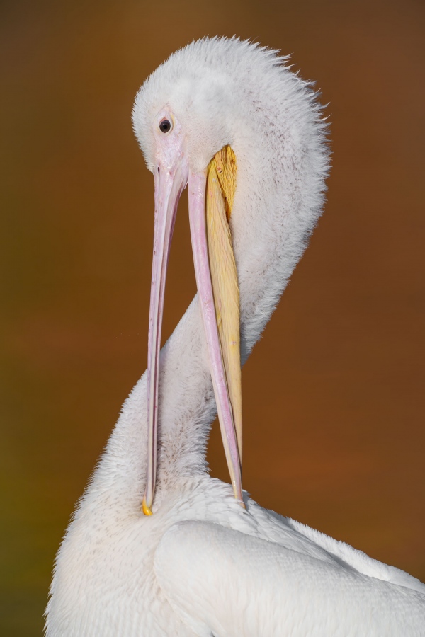 American-White-Pelican-3200-first-year-scissors-preening-_A1G1963-Lakelland-FL-Enhanced-NR