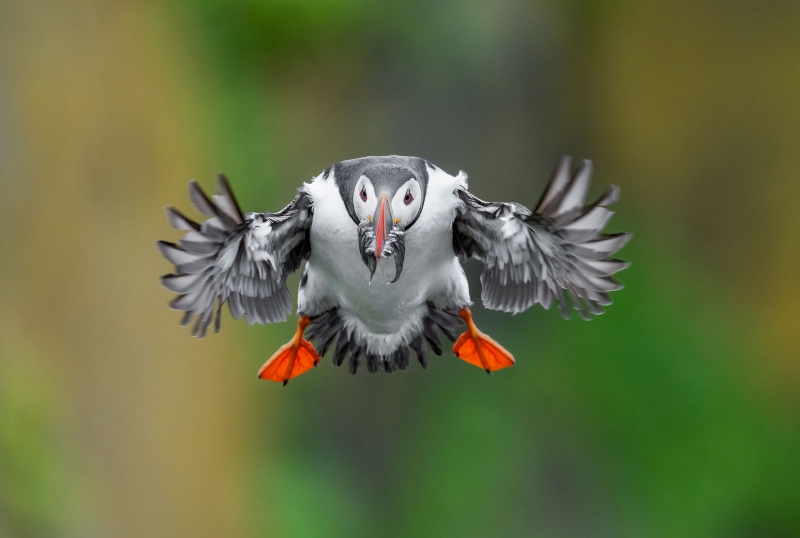 Atlantic-Puffin-3200-incoming-with-fish-VII_A1G3355-Grimsey-Island-Icleand