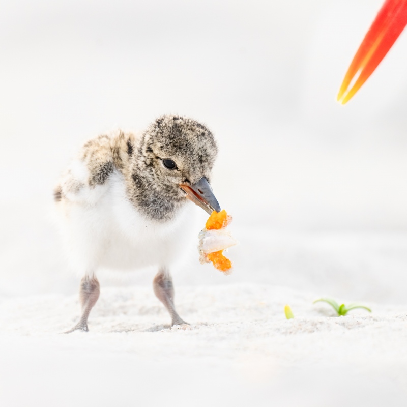 BPN-American-Oystercatcher-composite-chick-eating-sand-crab-_A1G8194-Nickerson-Beach-Park-Lido-Beach.-Long-Island-NY