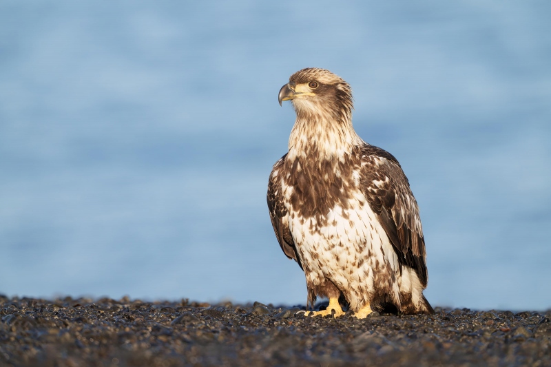 Bald-Eagle-3200-2-year-old-perched-on-ground-_A1G9582-Kachemak-Bay-AK-Enhanced-NR
