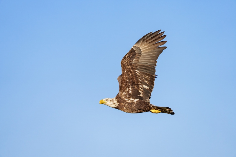 Bald-Eagle-3200-4-year-old-in-flight-_A1G0822-Indian-Lake-Estates-FL