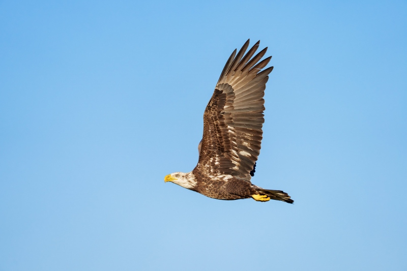 Bald-Eagle-3200-4-year-old-in-flight-_A1G0823-Indian-Lake-Estates-FL-Enhanced-NR