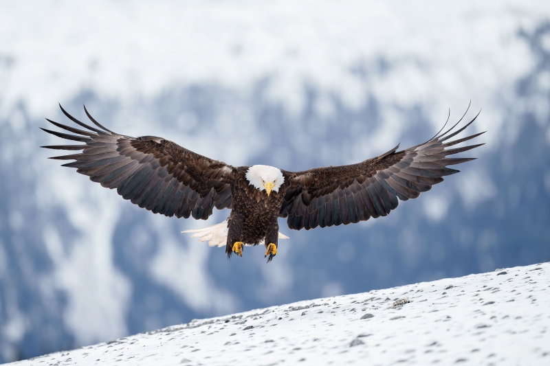 Bald-Eagle-3200-A-adult-breaking-to-land-_A1G3993-Kachemak-Bay-AK-Enhanced-NR