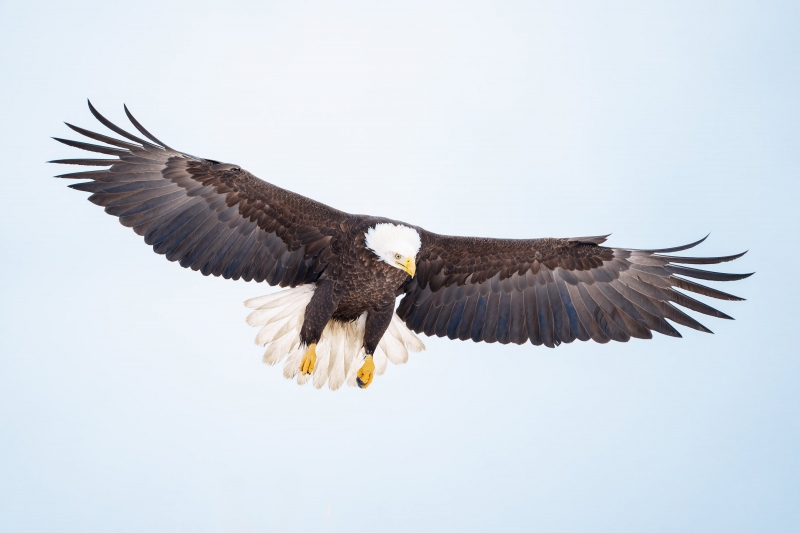 Bald-Eagle-3200-adult-braking-to-land-_A1G3860-Kachemak-Bay-AK-Enhanced-NR