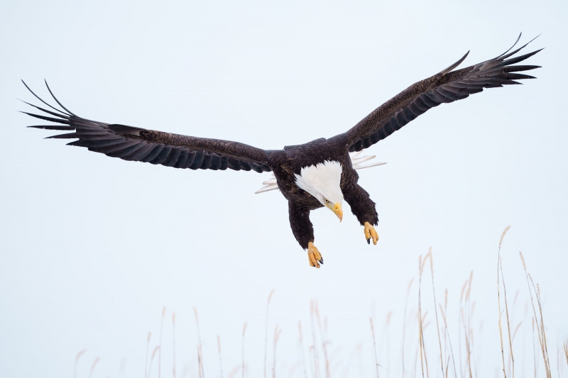 Bald-Eagle-3200-braking-to-land-_A1G8328-Kachemak-Bay-AK-Enhanced-NR