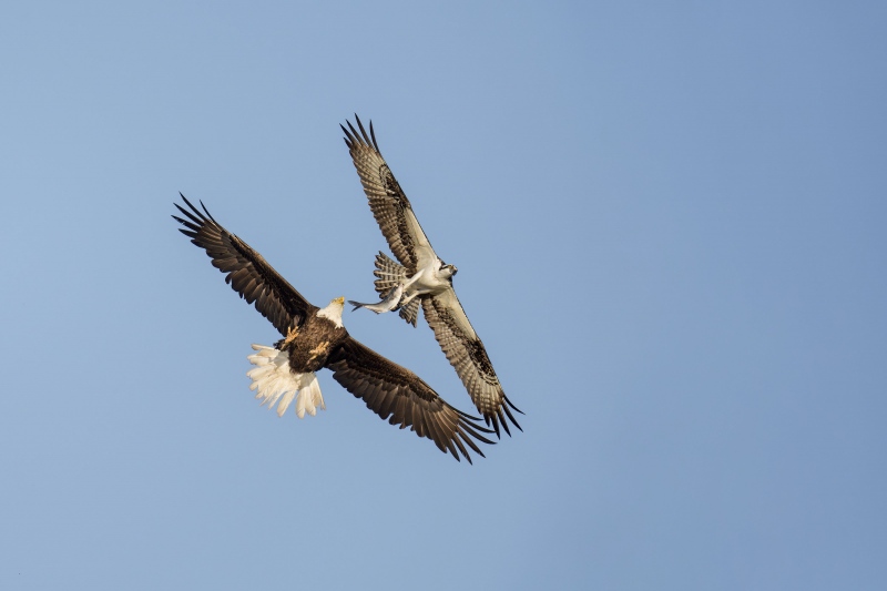 Bald-Eagle-3200-chasing-Osprey-with-fish-_A931320-Indian-Lake-Estates-FL-Enhanced-NR