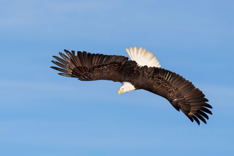 Bald-Eagle-3200-dorsal-flight-_A1G5846-Kachemak-Bay-AK-Enhanced-NR