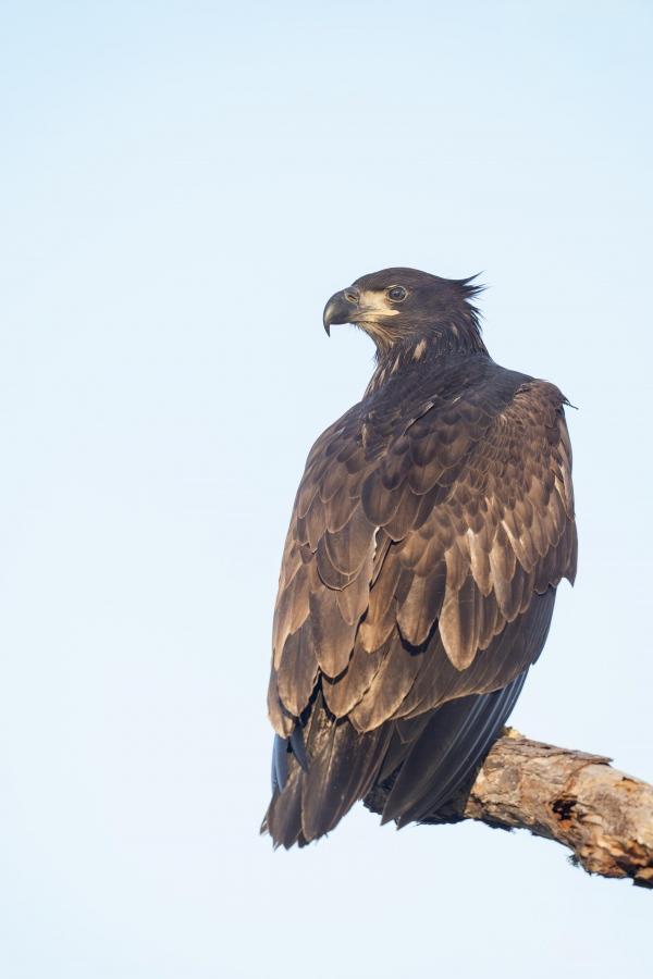 Bald-Eagle-3200-fledged-juvenile-_A933846Indian-Lake-Estates-FL-Enhanced-NR