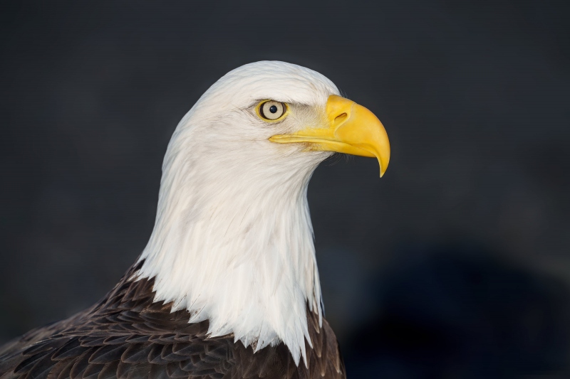 Bald-Eagle-3200-head-portrait-_A1G9726-Kachemak-Bay-AK-Enhanced-NR
