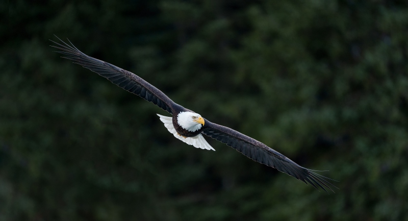 Bald-Eagle-3200-in-flight-against-spruce-forest-_A1G9809-Kachemak-Bay-AK-