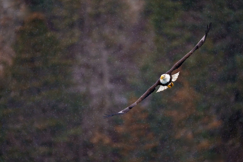 Bald-Eagle-3200-in-flight-in-light-snow-_A1G7749-Kachemak-Bay-AKA-Enhanced-NR