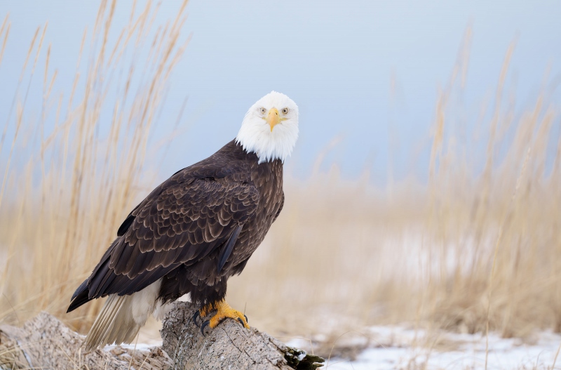 Bald-Eagle-3200-on-log-in-beach-grasses-_A1G4061-Kachemak-Bay-AK-Enhanced-NR