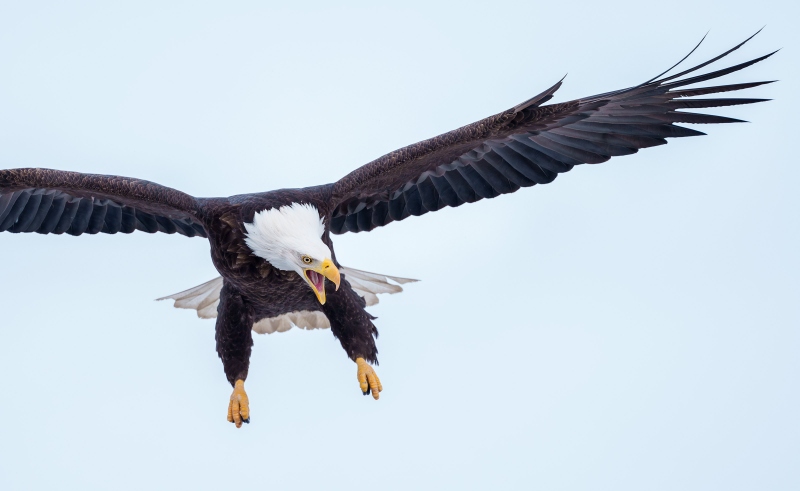 Bald-Eagle-3200-screaming-on-landing-_A1G8304-Kachemak-Bay-AK-Enhanced-NR