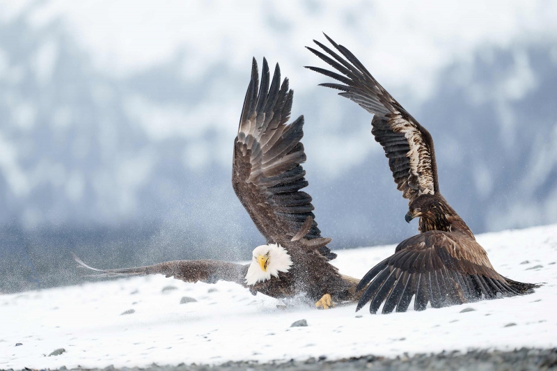 Bald-Eagle-3200-squabble-adult-and-young-_A1G3894-Kachemak-Bay-AK-Enhanced-NR