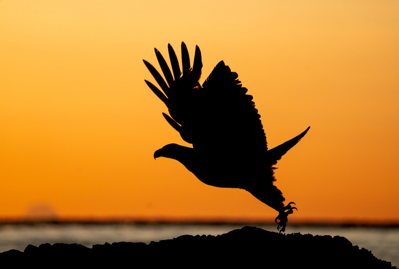 Bald-Eagle-3200-taking-flight-silhouttte-Bob-Eastman-_A1G0643Sterlinghighwayhomer