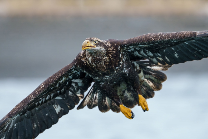 Bald-Ealge-3200-juvenile-in-flight-_A1G9830-Kachemak-Bay-AK-Enhanced-NR