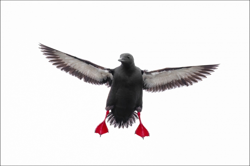 Black-Guillemot-BORDER-3200-landing-_A1G5882-Grimsey-Island-Icleand-Enhanced-NR