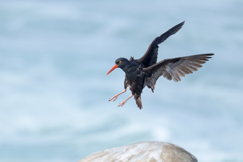 Black-Oystercatcher-3200-braking-to-land-_A1G8324-La-Jolla-CA