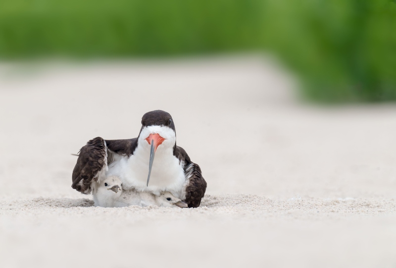 Black-Skimmer-3200-brooding-two-small-chicks-_A1G8369-Nickerson-Beach-Park-LI-NY-Enhanced-NR