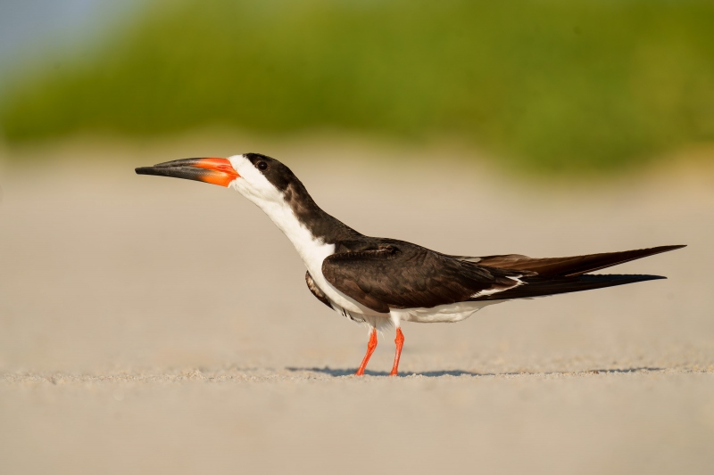 Black-Skimmer-3200-displaying-_A1G3166-Nickerson-Beach-Park-LI-NY-Enhanced-NR-Recovered