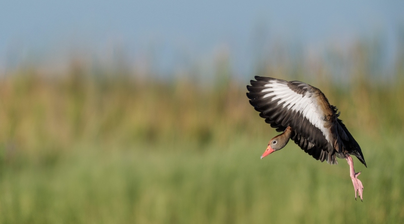 Black-bellied-Whistling-Duck-3200-flight-pano-Pat-Fishburne-BAA-edit-_A936577-Indian-Lake-Estates-FL
