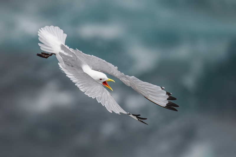 Black-legged-3200-495-Kittiwake-coming-in-to-land-_A1G1796-Grimsey-Island-Icleand-Enhanced-NR