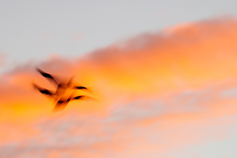 Brandt-Cormorant-3200-2-bird-sunset-blur-_A1G9998-La-Jolla-CA-Enhanced-NR
