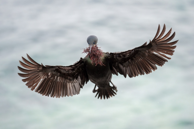 Brandts-Cormorant-320-with-seaweed-for-nest-building-_A1G7949-La-Jolla-CA-Enhanced-NR